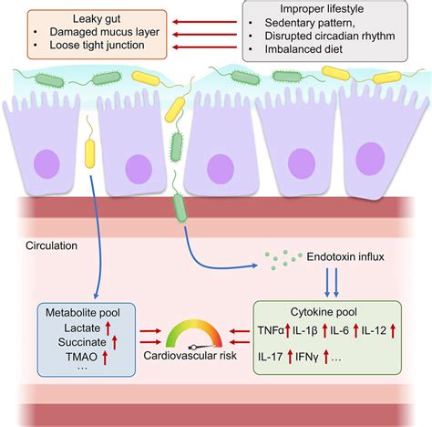 tests for intestinal permeability|what causes increased intestinal permeability.